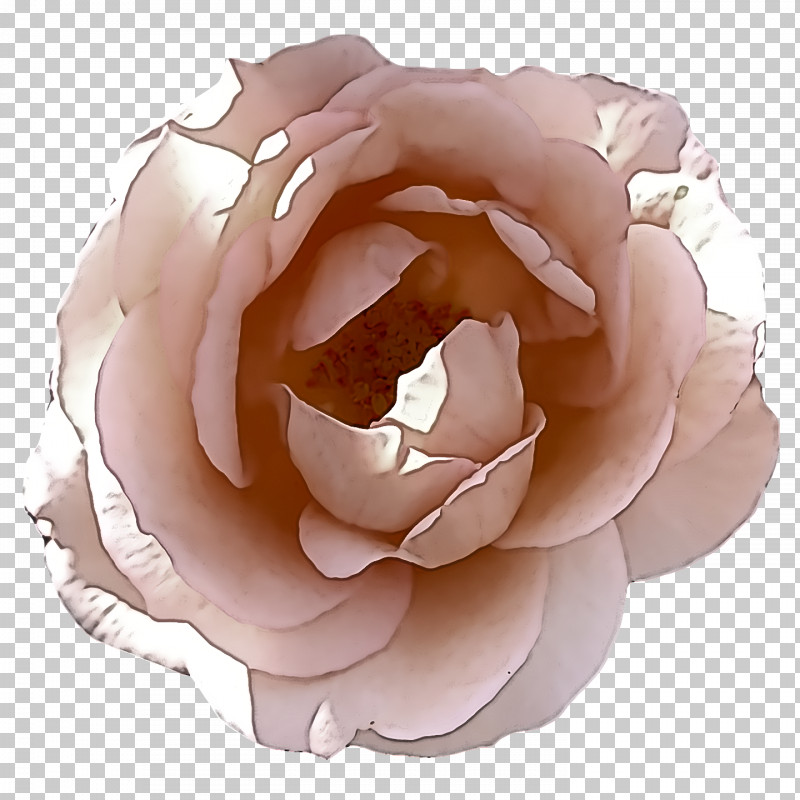 Garden Roses PNG, Clipart, Artificial Flower, Cabbage Rose, Cut Flowers, Floral Design, Floribunda Free PNG Download