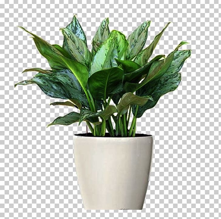 Chinese Evergreens Ornamental Plant Philippine Evergreen Houseplant Flowerpot PNG, Clipart,  Free PNG Download