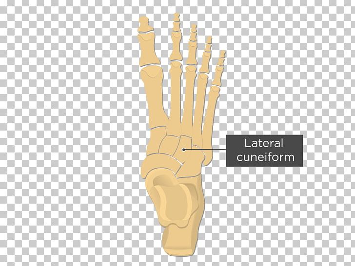 Metatarsal Bones Anatomy Fifth Metatarsal Bone Foot PNG, Clipart, Anatomy, Ankle, Bone, Cuneiform, Cuneiform Bones Free PNG Download