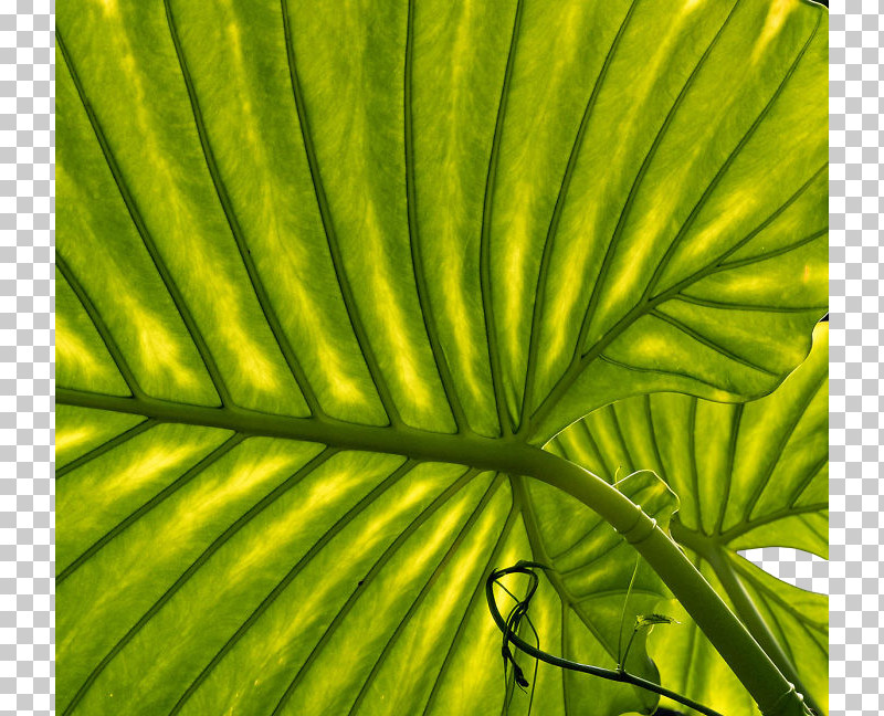 Plant Stem Vegetation Leaf Biome Flora PNG, Clipart, Biome, Closeup, Computer, Flora, Green Free PNG Download