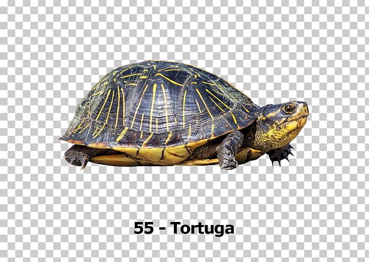 Box Turtles Transparency And Translucency PNG, Clipart, Animals, Box Turtle, Box Turtles, Chelydridae, Dermochelyidae Free PNG Download