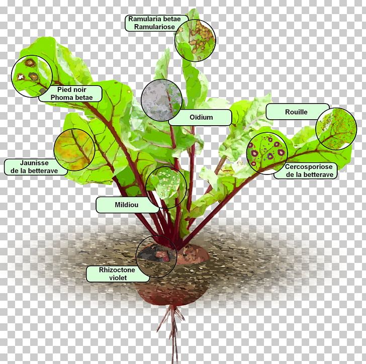 Chard Ravioli Salade Food Root PNG, Clipart, Chard, Downy Mildew, Dry Matter, Food, Organic Food Free PNG Download