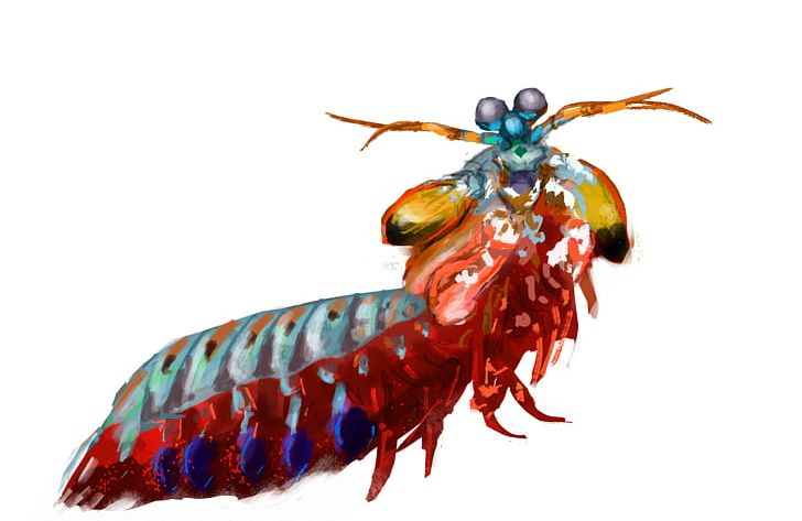 Insect Mantis Shrimp Drawing PNG, Clipart, Animals, Arthropod, Drawing, Insect, Invertebrate Free PNG Download