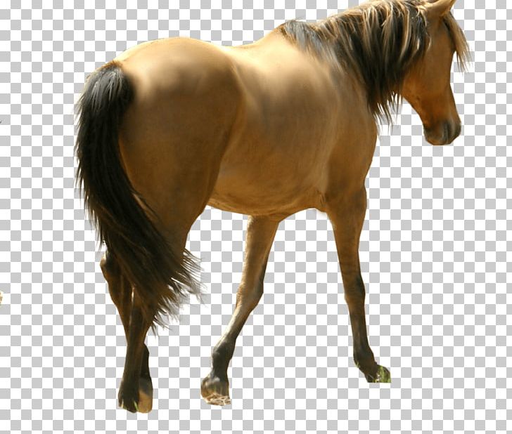 Mustang Pony Foal Mare Portable Network Graphics PNG, Clipart, Desktop Wallpaper, Foal, Horse, Horse Like Mammal, Horse Supplies Free PNG Download