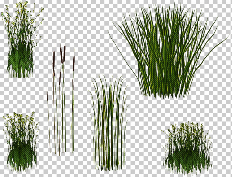Plant Grass Red Pine Chives Georgia Pine PNG, Clipart, American Pitch Pine, Chives, Chrysopogon Zizanioides, Fines Herbes, Georgia Pine Free PNG Download