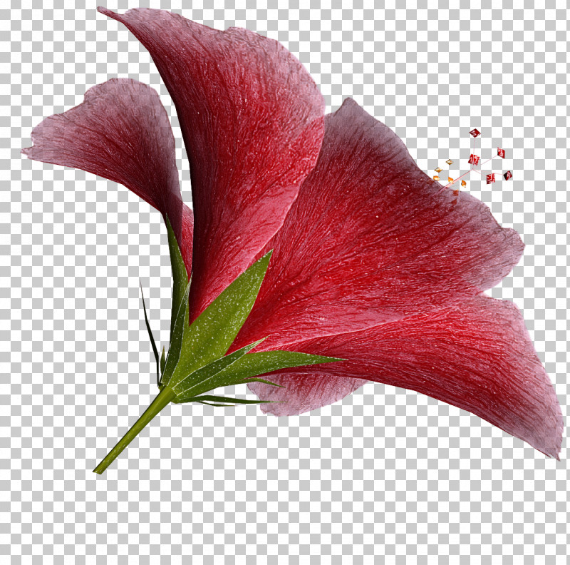 Flower Plant Petal Red Anthurium PNG, Clipart, Anthurium, Arum, Flower, Leaf, Petal Free PNG Download