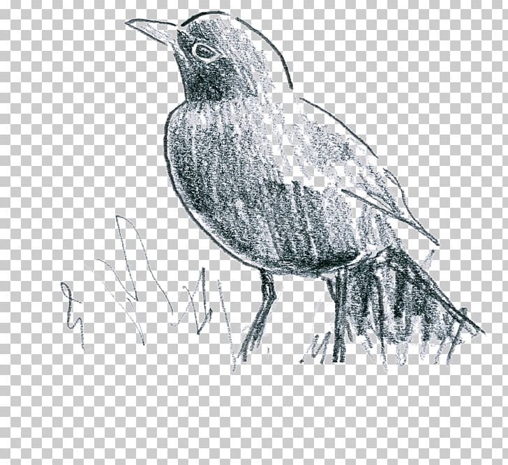 Common Blackbird American Crow Earthworm Le Parfum Des Lilas (Chanson Tzigane) PNG, Clipart, American Crow, Artwork, Beak, Bird, Black And White Free PNG Download