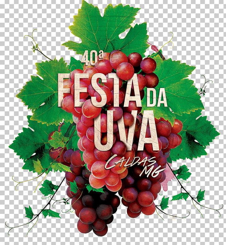 Common Grape Vine Zante Currant Wine Seedless Fruit PNG, Clipart, Auglis, Berry, Common Grape Vine, Flowering Plant, Food Free PNG Download