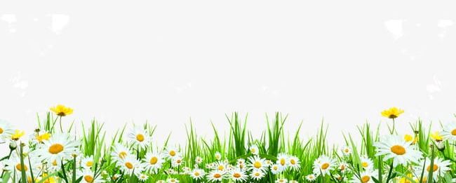 Cute Daisy Flowers Roadside Weeds PNG, Clipart, Cute Clipart, Daisy, Daisy Clipart, Flowers, Flowers Clipart Free PNG Download