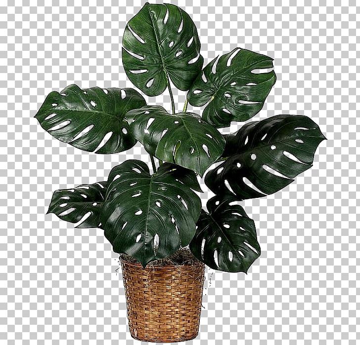Houseplant Fiddle-leaf Fig Swiss Cheese Plant PNG, Clipart, Arrowroot Family, Common Fig, Fiddleleaf Fig, Flowerpot, Garden Free PNG Download