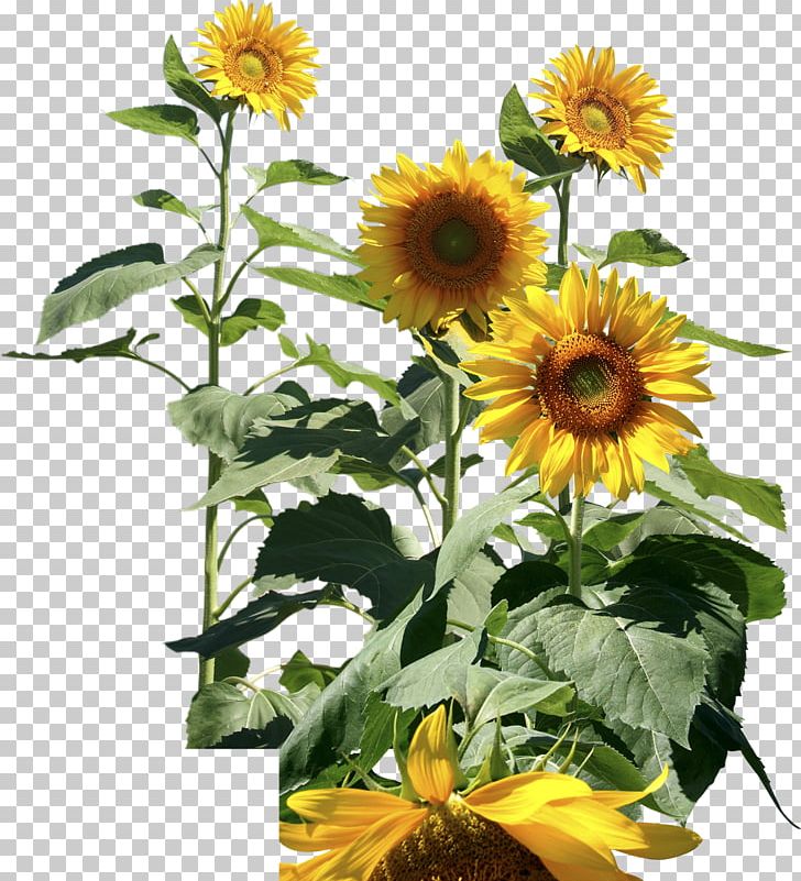 National Informatics Centre Common Sunflower Digital Library Government Of India PNG, Clipart, Annual Plant, Central Government, Daisy Family, Del, Digital Library Free PNG Download