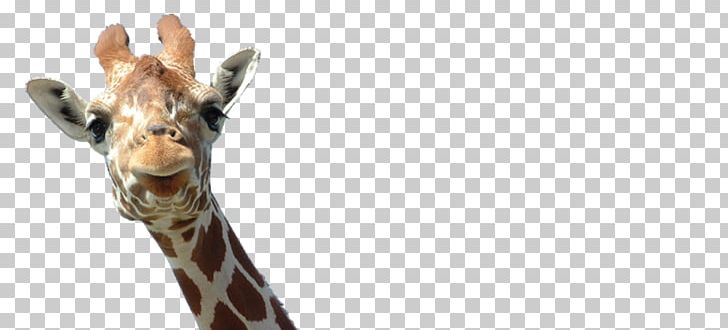 The Giraffe Giraffe Family Reticulated Giraffe PNG, Clipart, Animal, Computer Icons, Fauna, Giraffe, Giraffe Family Free PNG Download
