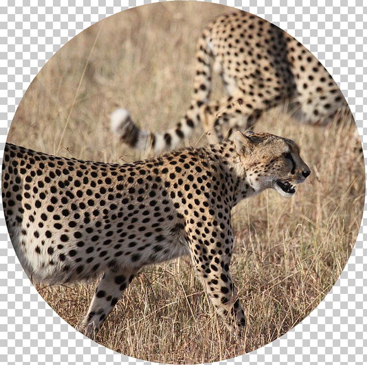 Cheetah Kruger National Park Cat Lion Felidae PNG, Clipart, Africa, Animal, Animals, Big Cat, Big Cats Free PNG Download