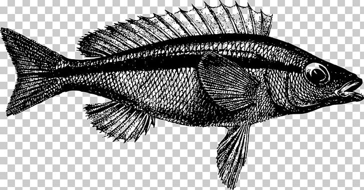 Fish Australia PNG, Clipart, Animals, Australia, Black And White, Computer Icons, Drawing Free PNG Download