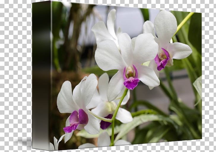 Flowering Plant Cattleya Orchids Dendrobium PNG, Clipart, Cattleya, Cattleya Orchids, Dendrobium, Family, Flora Free PNG Download
