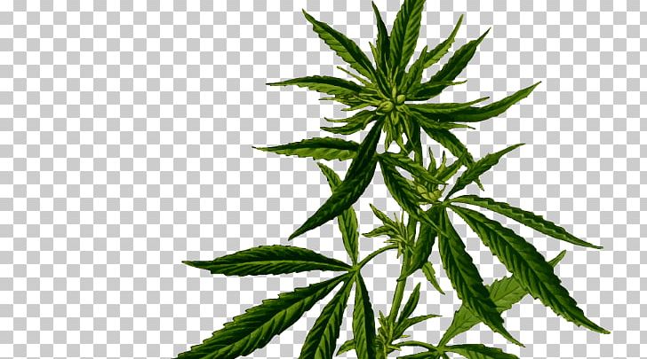 Medical Cannabis Hemp Plant Cannabis Sativa PNG, Clipart, Cannabaceae, Cannabidiol, Cannabis, Cannabis Sativa, Cannabis Shop Free PNG Download
