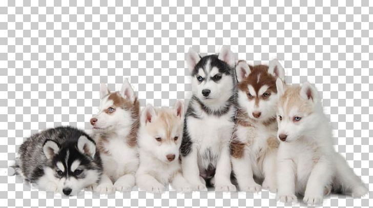 Miniature Siberian Husky Puppy Pomeranian German Pinscher PNG, Clipart, Alaskan Malamute, Animals, Breed, Carnivoran, Cuteness Free PNG Download