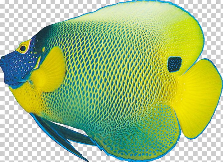 Ornamental Fish Computer Icons PNG, Clipart, Android, Animals, Beak, Bookmark, Clip Art Free PNG Download