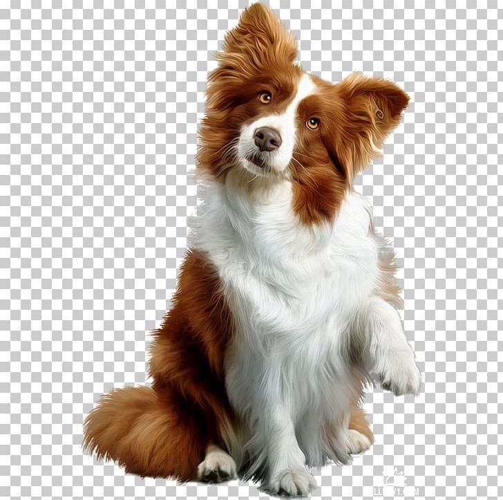 Puppy Dog Toys Chew Toy Rough Collie PNG, Clipart, Animal, Animals, Bdc, Border Collie, Carnivoran Free PNG Download
