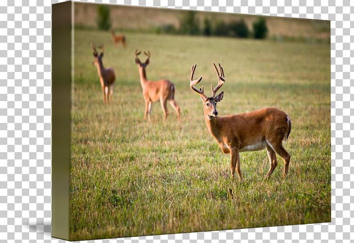 White-tailed Deer Deer Hunting Antler PNG, Clipart, Animals, Antler, Chronic Wasting Disease, Deer, Deer Hunting Free PNG Download