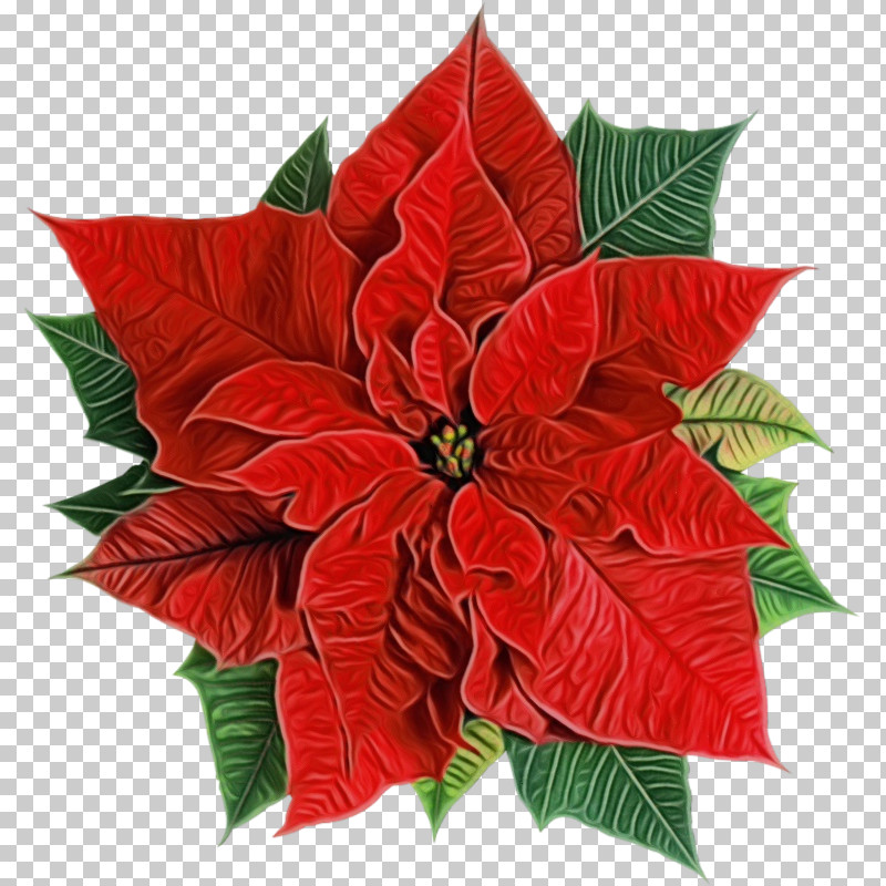 Holly PNG, Clipart, Anthurium, Flower, Holly, Leaf, Paint Free PNG Download