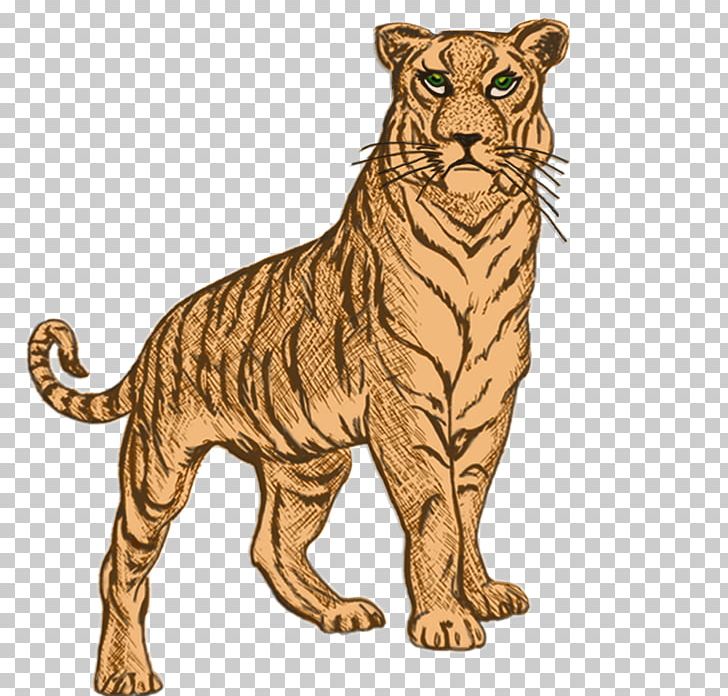Golden Tiger Whiskers Wildcat PNG, Clipart,  Free PNG Download