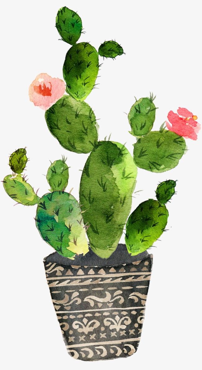 Green Prickly Pear Cactus Bloom Png Clipart Bloom Clipart Cactus Cactus Clipart Cactus Flowers Flowers Free