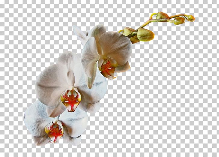 Cut Flowers Rose Petal Moth Orchids PNG, Clipart, Cicekler, Cut Flowers, Figurine, Flower, Flowering Plant Free PNG Download