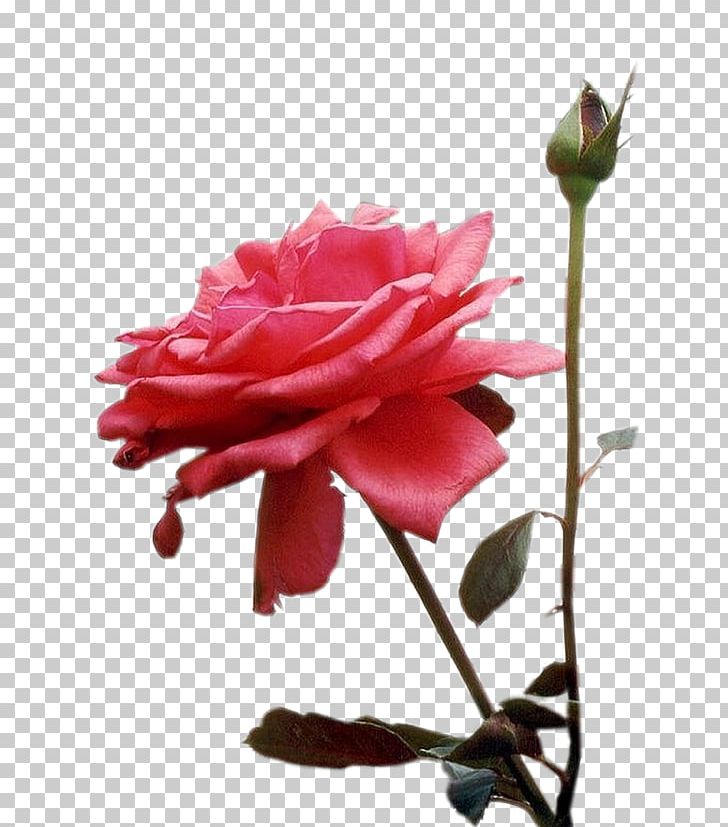 Garden Roses Nosso Amor Se Eternizando Cabbage Rose Cut Flowers PNG, Clipart, Bud, China Rose, Cut Flowers, Flora, Flower Free PNG Download