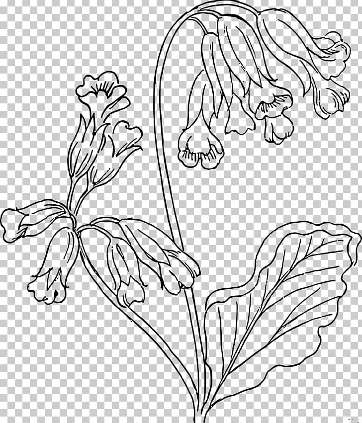 Drawing Cowslip PNG, Clipart, Art, Black And White, Branch, Coloring Book, Cowslip Free PNG Download