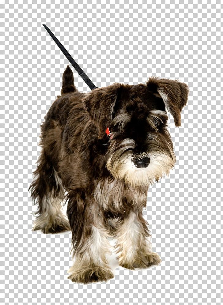 Pet Sitting Puppy Miniature Schnauzer Leash Dog Walking PNG, Clipart, Affenpinscher, Animals, Carnivoran, Companion Dog, Dog Breed Free PNG Download