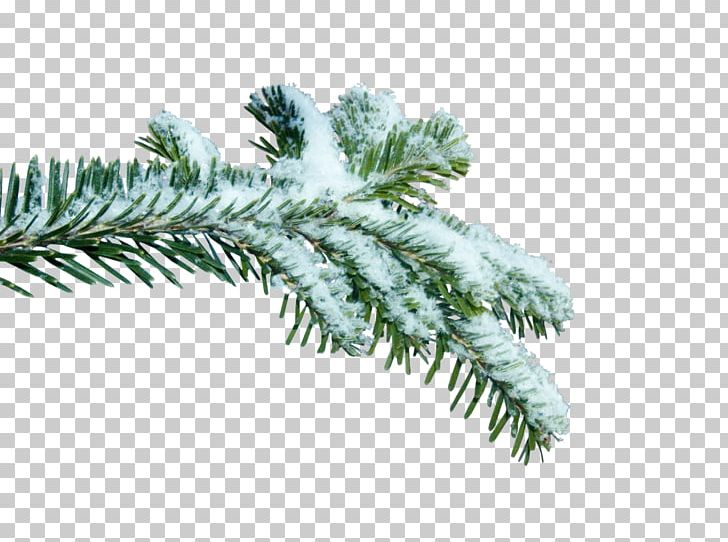 Dia PNG, Clipart, Branch, Client, Computer Network, Conifer, Dia Free PNG Download