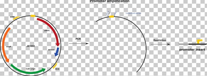 International Genetically Engineered Machine Promoter Primer Operator T7 Phage PNG, Clipart, Amplifikacija, Angle, Area, Brand, Circle Free PNG Download