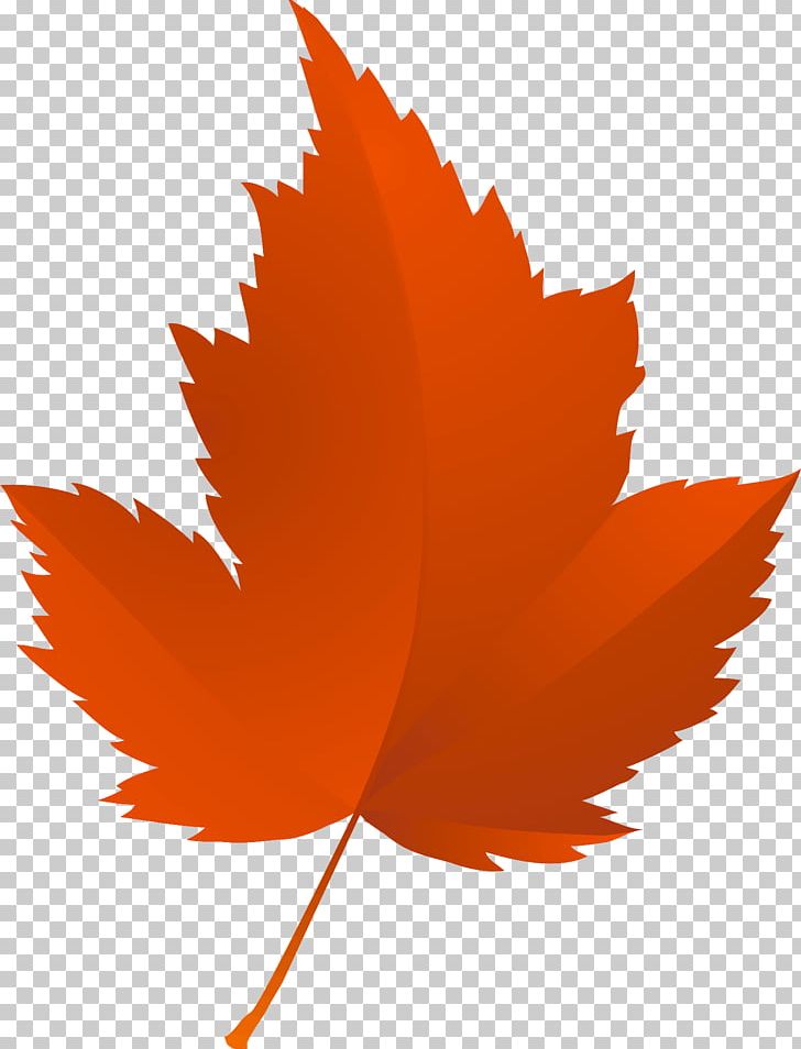 Maple Leaf Tree Autumn Red Maple PNG, Clipart, Animaatio, Autumn, Autumn Leaf Color, Branch, Drawing Free PNG Download