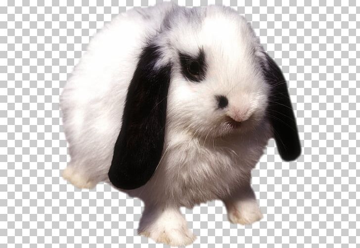 Domestic Rabbit Leporids Fur Animal PNG, Clipart, 2017, 2018, Accommodation, Animal, Animals Free PNG Download