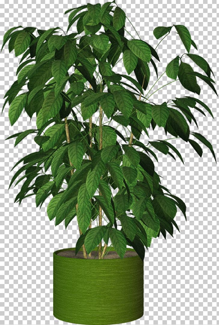 Howea Forsteriana Houseplant Tree PNG, Clipart, Flower, Flowerpot, Food Drinks, Garden, Houseplant Free PNG Download