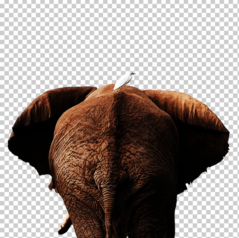 Indian Elephant PNG, Clipart, Africa, African Elephants, Elephant, Elephants, Furm Free PNG Download