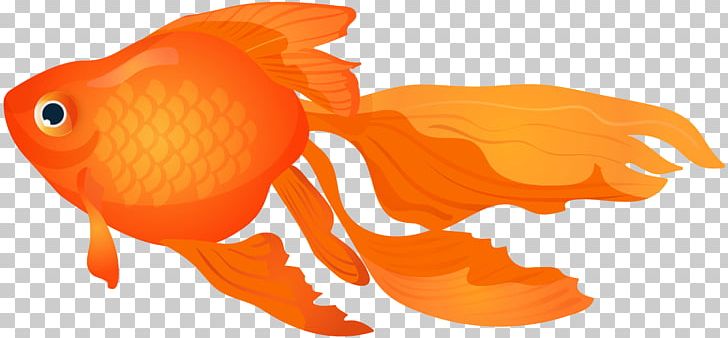 Goldfish PNG, Clipart, Aquarium, Carp, Clipart, Clip Art, Desktop Wallpaper Free PNG Download
