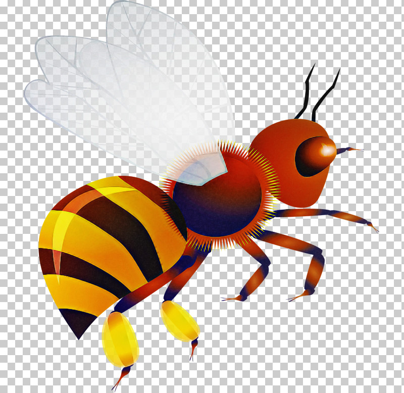 Insect Pest Honeybee Fly Membrane-winged Insect PNG, Clipart, Bee, Fly, Honeybee, Hornet, Insect Free PNG Download
