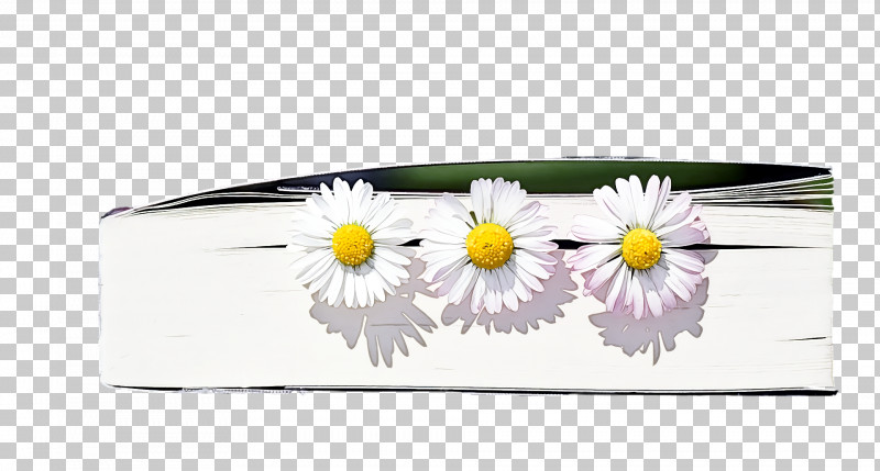 Spring PNG, Clipart, Camomile, Chamomile, Daisy, Daisy Family, Flower Free PNG Download