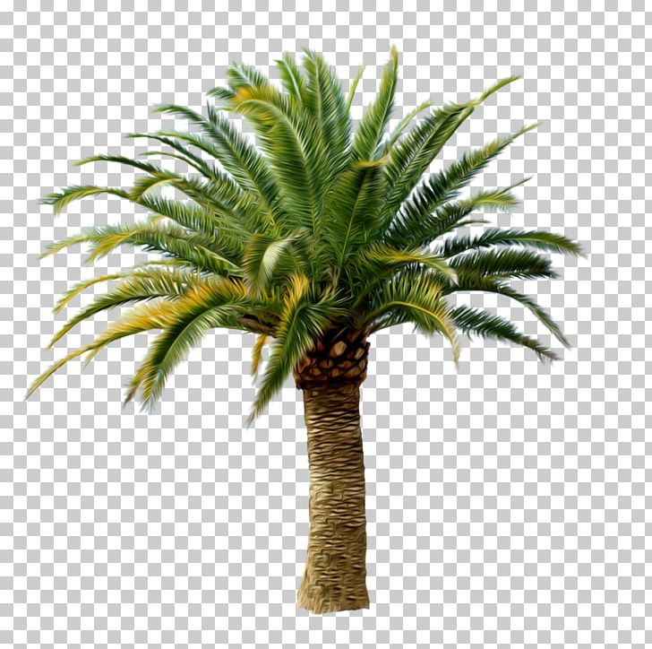 Arecaceae Tree PNG, Clipart, Arecaceae, Arecales, Areca Palm, Attalea Speciosa, Clip Art Free PNG Download