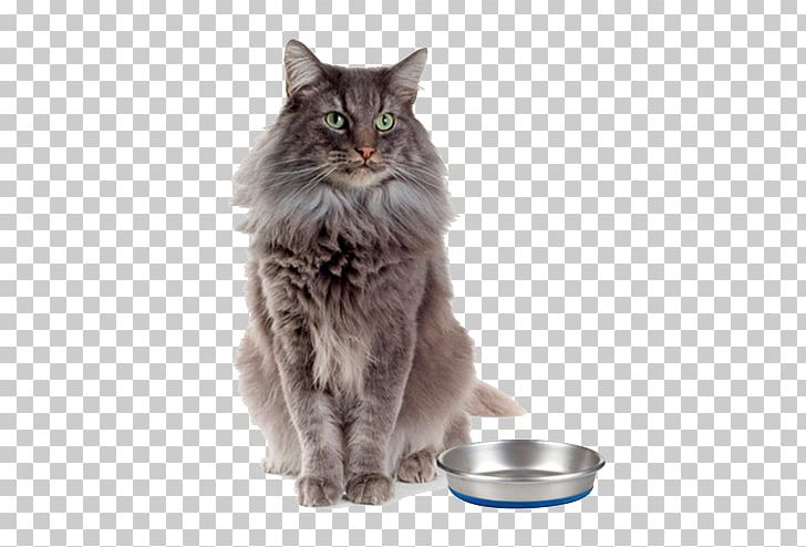 Asian Semi-longhair British Semi-longhair Siberian Cat Nebelung Ragamuffin Cat PNG, Clipart, Asian Semilonghair, British, Carnivoran, Cat Like Mammal, Claw Free PNG Download