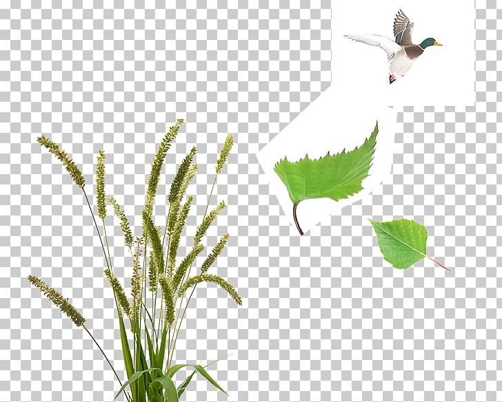 Place Altavista House Ecosystem Real Property Insect PNG, Clipart, Aquarium Decor, Beak, Bird, Branch, Butterfly Free PNG Download