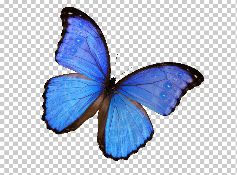 Monarch Butterfly PNG, Clipart, Brushfooted Butterflies, Butterflies, Caterpillar, Drawing, Gossamerwinged Butterflies Free PNG Download