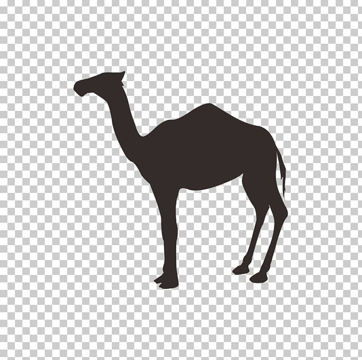 Dromedary Camel Milk Stock Photography Desert Illustration PNG, Clipart, Animal, Animals, Bactrian Camel, Biological, Black And White Free PNG Download