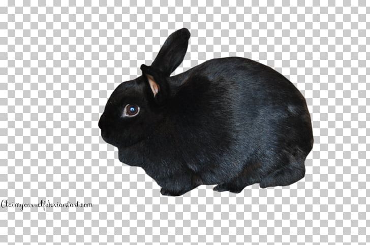 Holland Lop Hare Mini Lop Domestic Rabbit PNG, Clipart, Animal, Animals, Black, Black Cat, Cat Free PNG Download