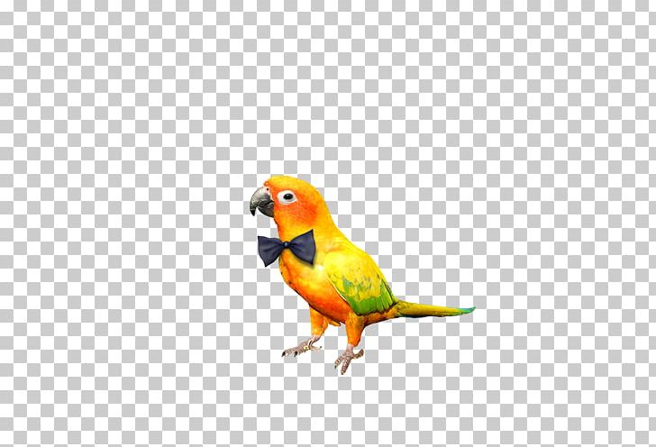 Parrot Bird Gratis PNG, Clipart, Animals, Beak, Bird Supply, Bow Tie, Color Free PNG Download