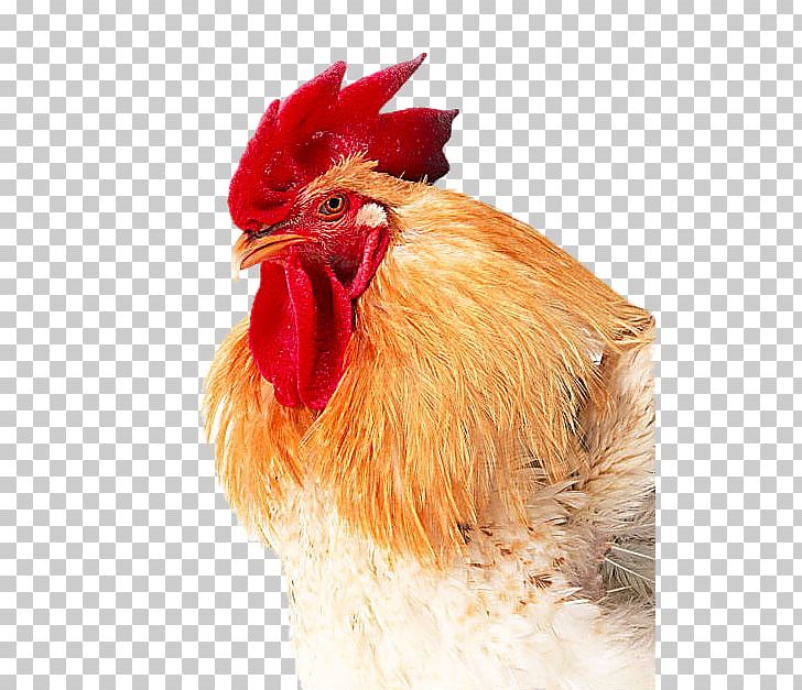 Broiler Chicken Multivitamin Pharmaceutical Drug PNG, Clipart, Animal, Animals, Big, Big Ben, Big Cock Free PNG Download