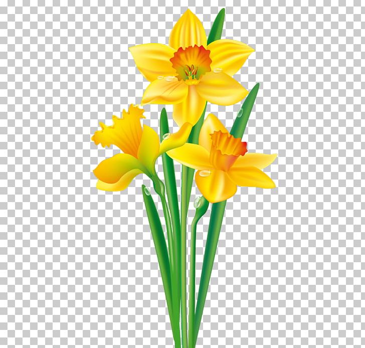 Daffodil Flower Tulip Drawing PNG, Clipart, Amaryllidaceae, Amaryllis Family, Art, Bulb, Cut Flowers Free PNG Download