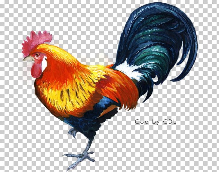 Kukkuta Sastra Chicken Star Rooster PNG, Clipart, Beak, Bird, Chicken, Fauna, Feather Free PNG Download